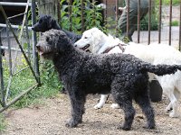 Puppys van Bliss040622-0044